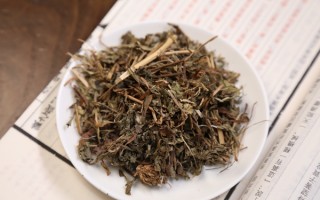 肝不好喝蒲公英根茶管用不