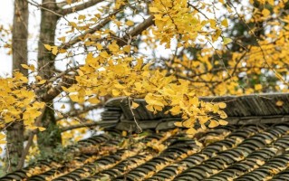 2025年南阳农业职业学院在广东计划招生人数（附学费及专业录取分）