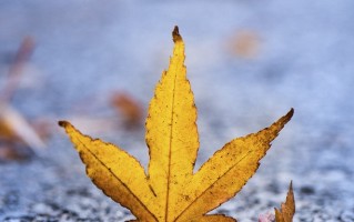 广西2025年普通高校招生录取日程表（含征集志愿填报时间）