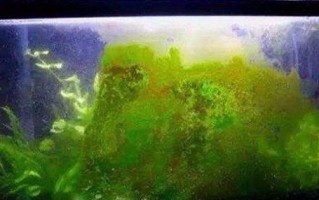 鱼缸长绿色青苔怎么办 鱼缸上绿色的藻类怎么清除干净