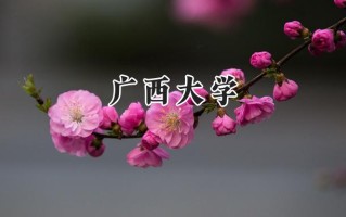 2024广西大学录取分数线：宁夏最低482分