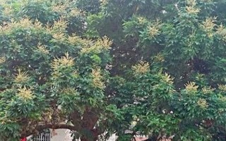蜜蜂来家里做窝有什么预兆 蜜蜂来家里住预示着什么意思